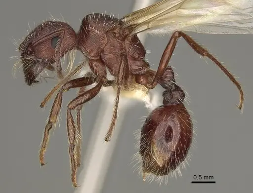 Pogonomyrmex subdentatus specimen CASENT0863110 image casent0863110_3