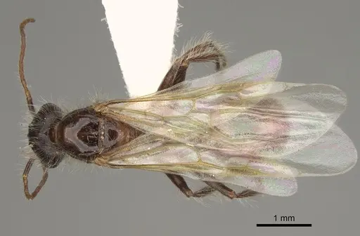 Pogonomyrmex subdentatus specimen CASENT0863111 image casent0863111_1