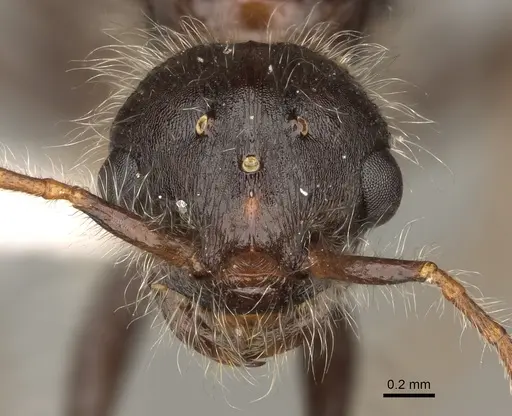 Pogonomyrmex subdentatus specimen CASENT0863111 image casent0863111_2