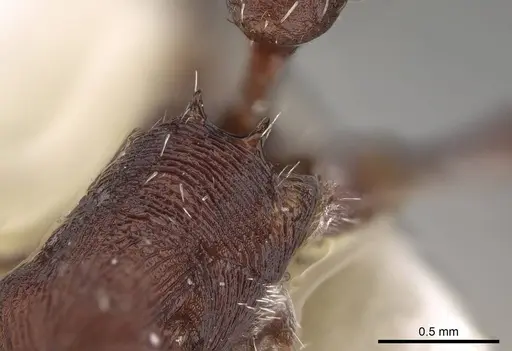 Pogonomyrmex subdentatus specimen CASENT0914109 image casent0914109_1