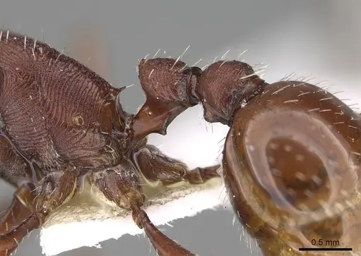 Pogonomyrmex subdentatus specimen CASENT0914109 image casent0914109_2