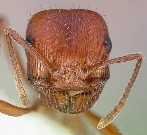Pogonomyrmex subnitidus specimen CASENT0005721 image casent0005721_2