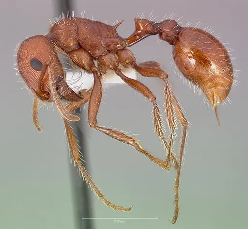 Pogonomyrmex subnitidus specimen CASENT0005721 image casent0005721_3
