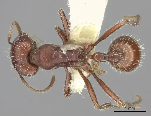 Pogonomyrmex subnitidus specimen CASENT0217280 image casent0217280_1
