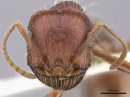 Pogonomyrmex subnitidus specimen CASENT0217280 image casent0217280_2