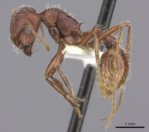 Pogonomyrmex subnitidus specimen CASENT0217280 image casent0217280_3
