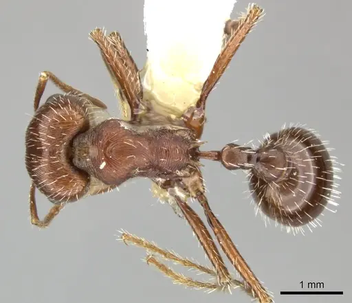 Pogonomyrmex subnitidus specimen CASENT0235320 image casent0235320_1