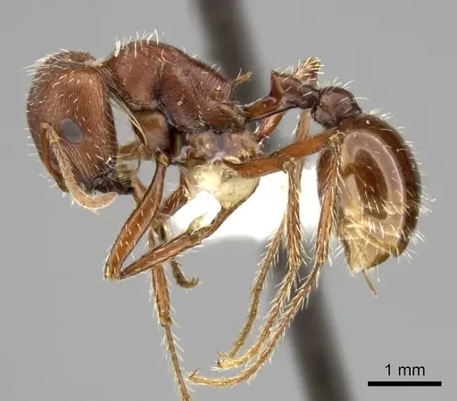 Pogonomyrmex subnitidus specimen CASENT0235320 image casent0235320_3