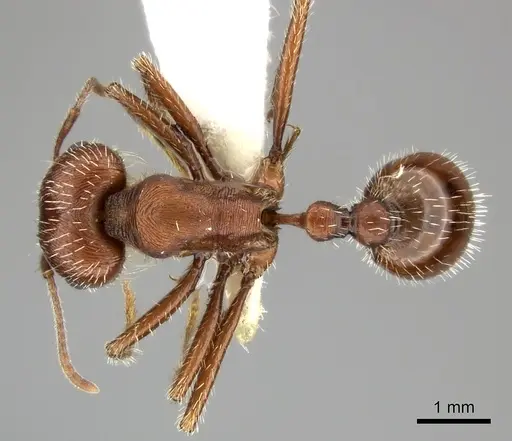 Pogonomyrmex subnitidus specimen CASENT0235321 image casent0235321_1