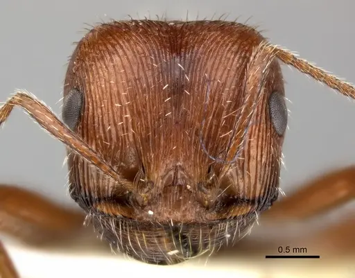 Pogonomyrmex subnitidus specimen CASENT0235321 image casent0235321_3