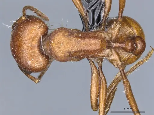 Pogonomyrmex subnitidus specimen CASENT0904112 image casent0904112_1
