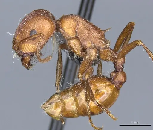 Pogonomyrmex subnitidus specimen CASENT0904112 image casent0904112_3