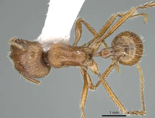 Pogonomyrmex subnitidus specimen CASENT0914460 image casent0914460_1