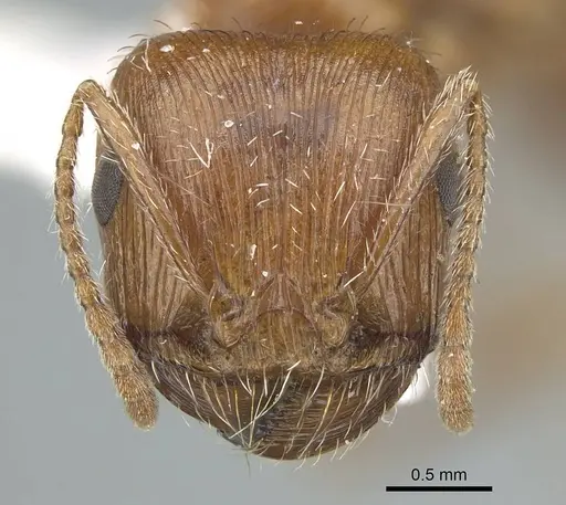 Pogonomyrmex subnitidus specimen CASENT0914460 image casent0914460_2