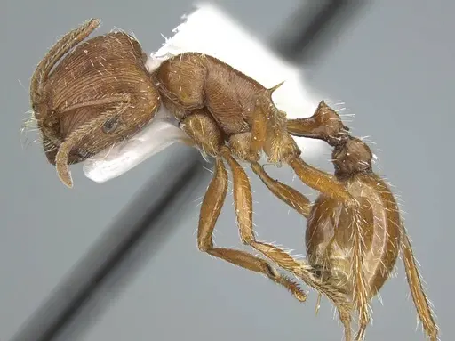 Pogonomyrmex subnitidus specimen CASENT0914460 image casent0914460_3