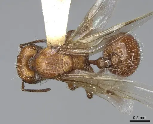 Pogonomyrmex subnitidus specimen CASENT0923076 image casent0923076_1