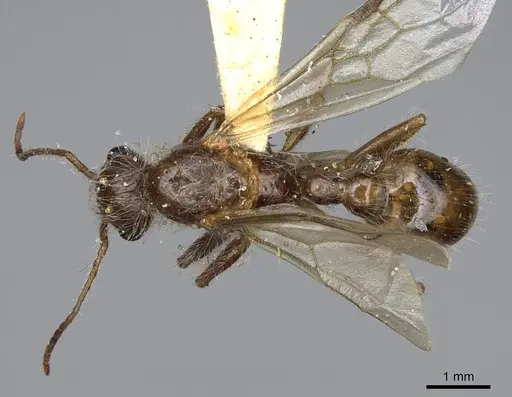 Pogonomyrmex subnitidus specimen CASENT0923077 image casent0923077_1