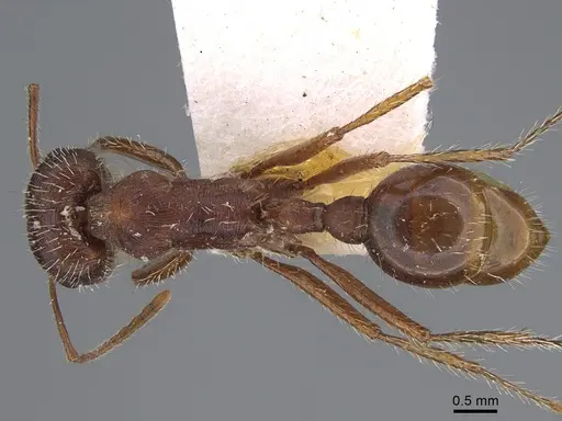 Pogonomyrmex subnitidus specimen CASENT8368487 image casent8368487_1
