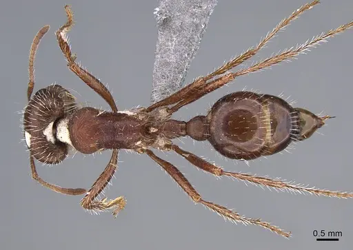 Pogonomyrmex subnitidus specimen CASENT8368488 image casent8368488_1
