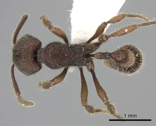 Pogonomyrmex sylvestris specimen LACMENT273795 image lacment273795_1