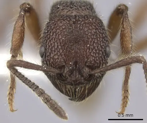 Pogonomyrmex sylvestris specimen LACMENT273795 image lacment273795_2