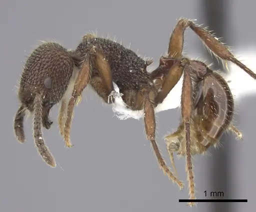 Pogonomyrmex sylvestris specimen LACMENT273795 image lacment273795_3