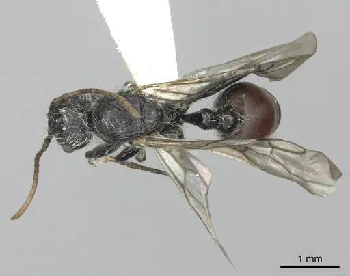 Pogonomyrmex tafi specimen CASENT0235303 image casent0235303_1
