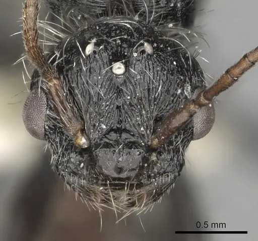 Pogonomyrmex tafi specimen CASENT0235303 image casent0235303_2