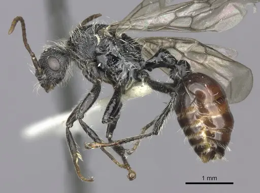 Pogonomyrmex tafi specimen CASENT0235303 image casent0235303_3