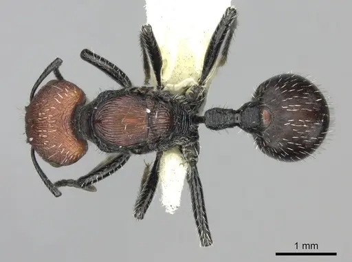 Pogonomyrmex tafi specimen CASENT0235304 image casent0235304_1