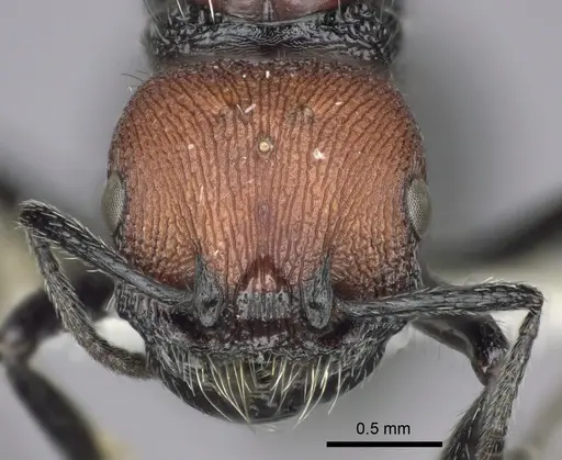 Pogonomyrmex tafi specimen CASENT0235304 image casent0235304_2