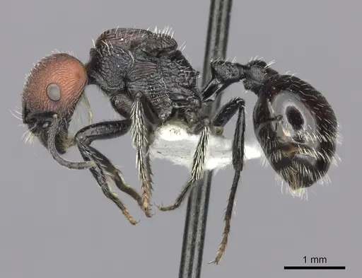Pogonomyrmex tafi specimen CASENT0235304 image casent0235304_3
