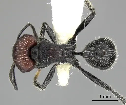 Pogonomyrmex tafi specimen CASENT0235307 image casent0235307_1