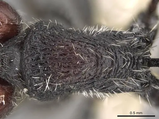 Pogonomyrmex tafi specimen CASENT0235307 image casent0235307_2
