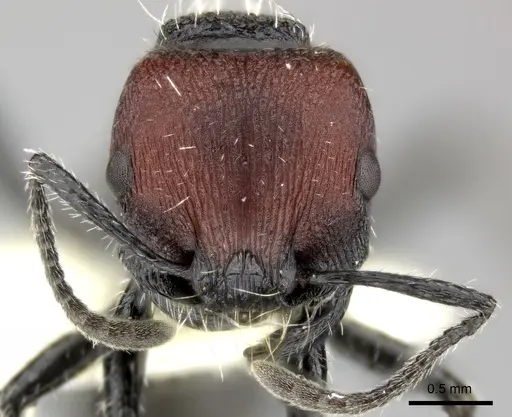 Pogonomyrmex tafi specimen CASENT0235307 image casent0235307_3
