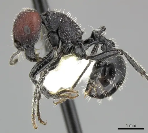 Pogonomyrmex tafi specimen CASENT0235307 image casent0235307_4