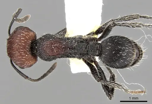 Pogonomyrmex tafi specimen CASENT0280841 image casent0280841_1