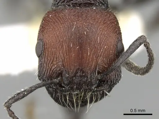Pogonomyrmex tafi specimen CASENT0280841 image casent0280841_2