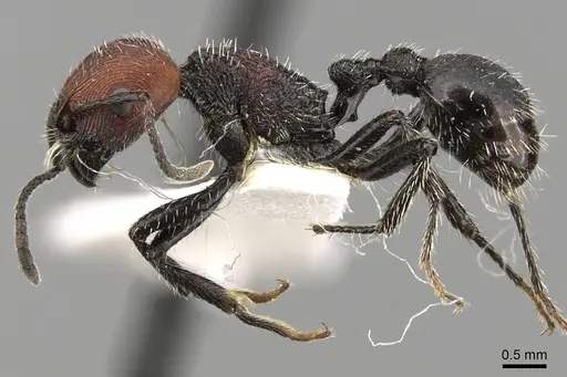 Pogonomyrmex tafi specimen CASENT0280841 image casent0280841_3