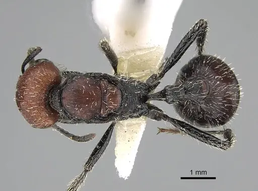 Pogonomyrmex tafi specimen CASENT0922473 image casent0922473_1