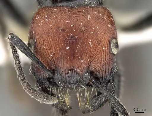 Pogonomyrmex tafi specimen CASENT0922473 image casent0922473_2
