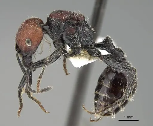 Pogonomyrmex tafi specimen CASENT0922473 image casent0922473_3