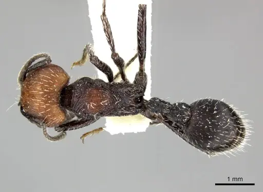 Pogonomyrmex tafi specimen LACMENT273737 image lacment273737_1