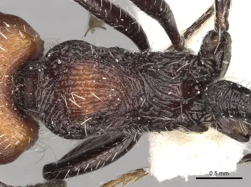 Pogonomyrmex tafi specimen LACMENT273737 image lacment273737_2