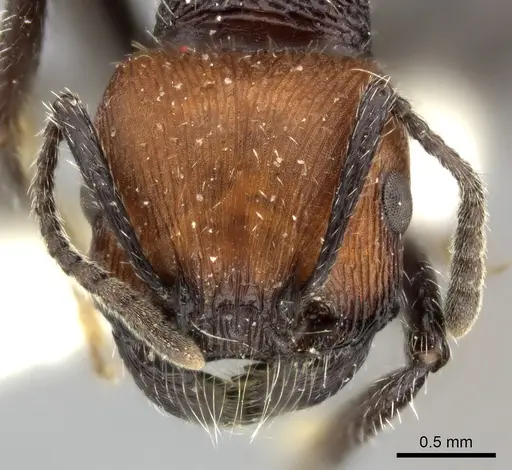 Pogonomyrmex tafi specimen LACMENT273737 image lacment273737_3