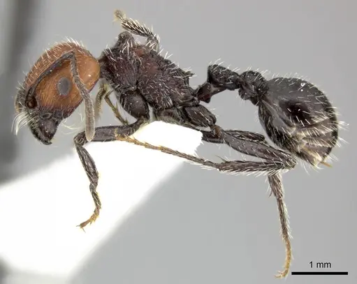 Pogonomyrmex tafi specimen LACMENT273737 image lacment273737_4