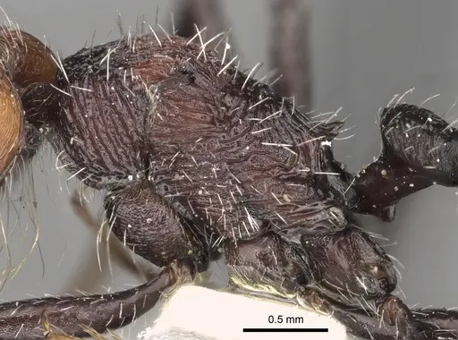 Pogonomyrmex tafi specimen LACMENT273737 image lacment273737_5