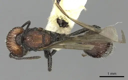 Pogonomyrmex tafi specimen LACMENT273760 image lacment273760_1