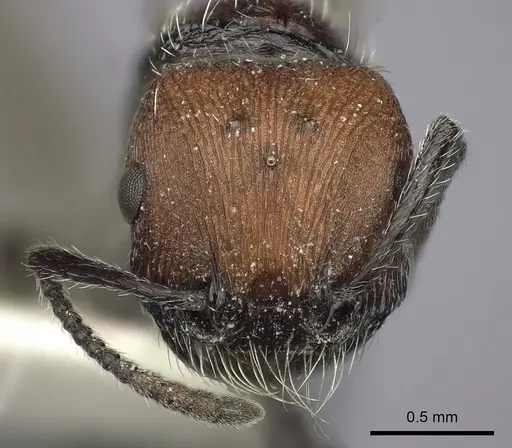 Pogonomyrmex tafi specimen LACMENT273760 image lacment273760_2