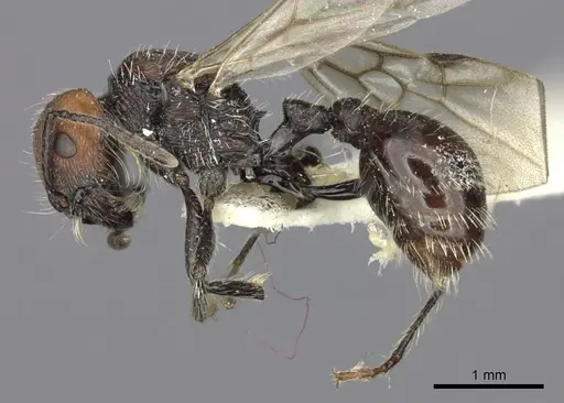 Pogonomyrmex tafi specimen LACMENT273760 image lacment273760_3